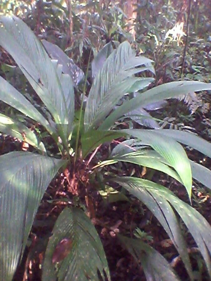 Asterogyne martiana — houseplant care guide