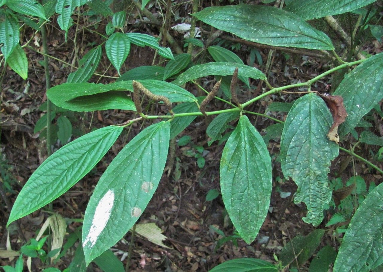 Piper epigynium — search result for 'Piper'