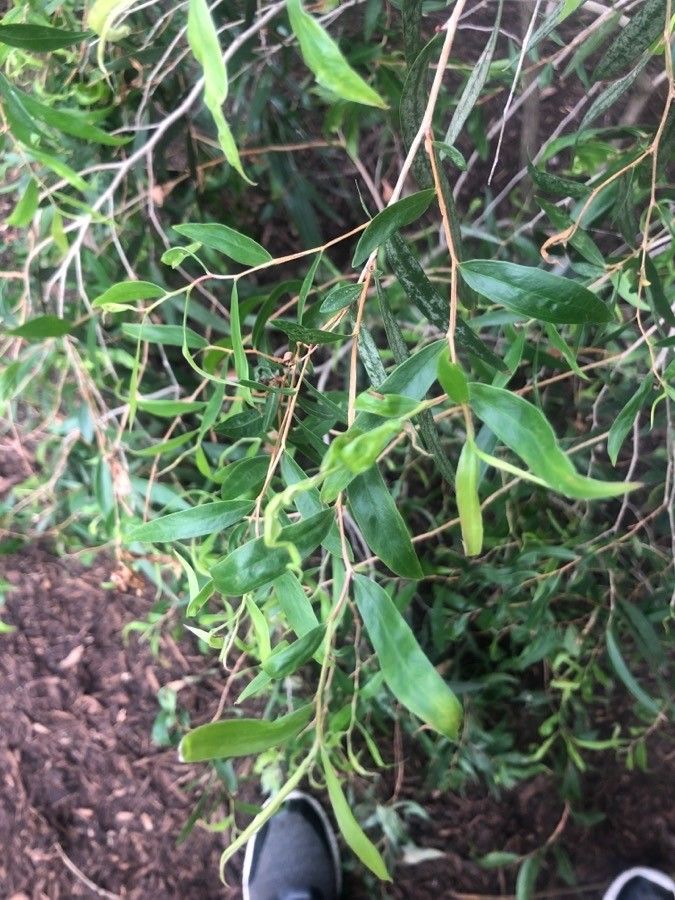 Agonis flexuosa — search result for 'Myrtaceae'