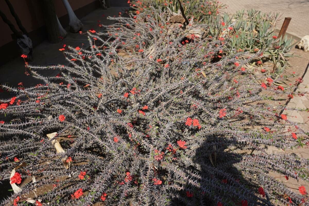 Fouquieria splendens flower