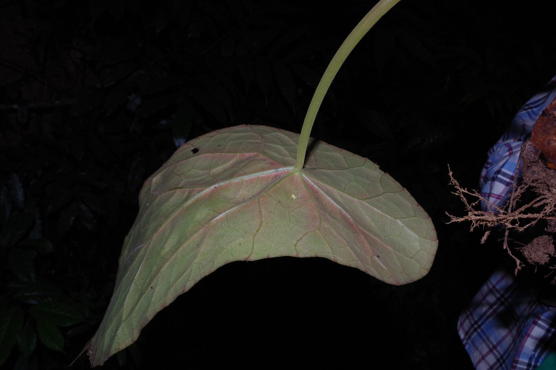 Begonia scapigera — houseplant care guide