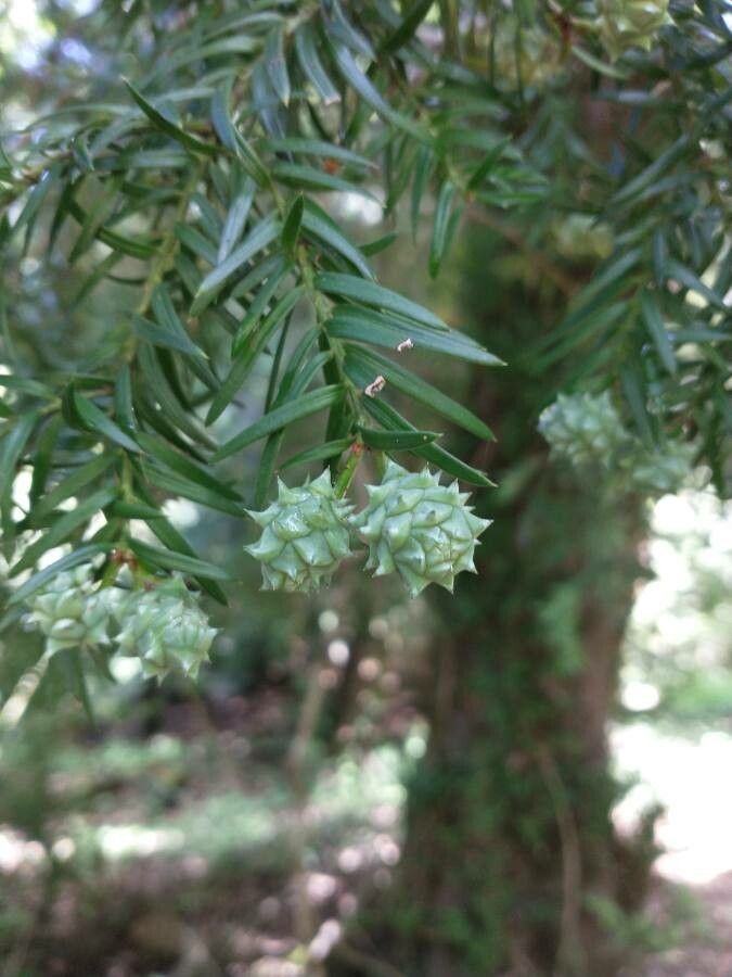 Saxegothaea conspicua fruit