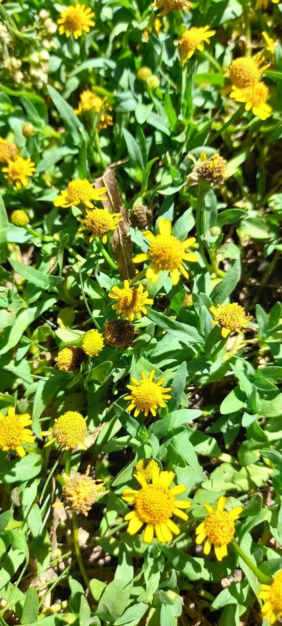 Acmella pusilla habit