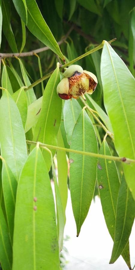 Mesua ferrea — search result for 'Calophyllaceae'
