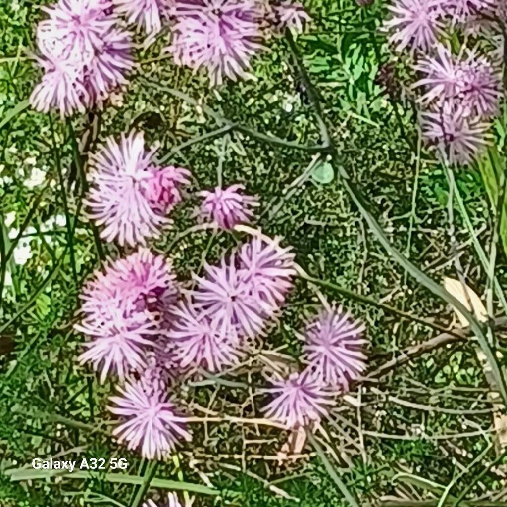 Thalictrum calabricum — related species from the same genus