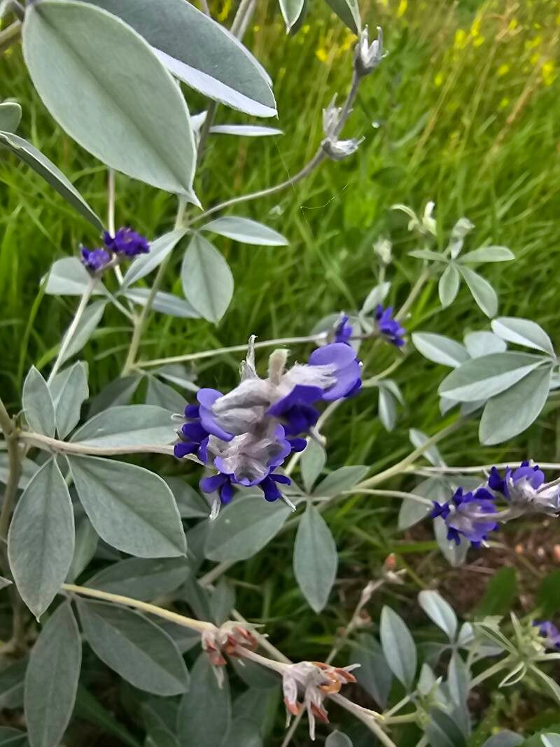 Pediomelum argophyllum flower
