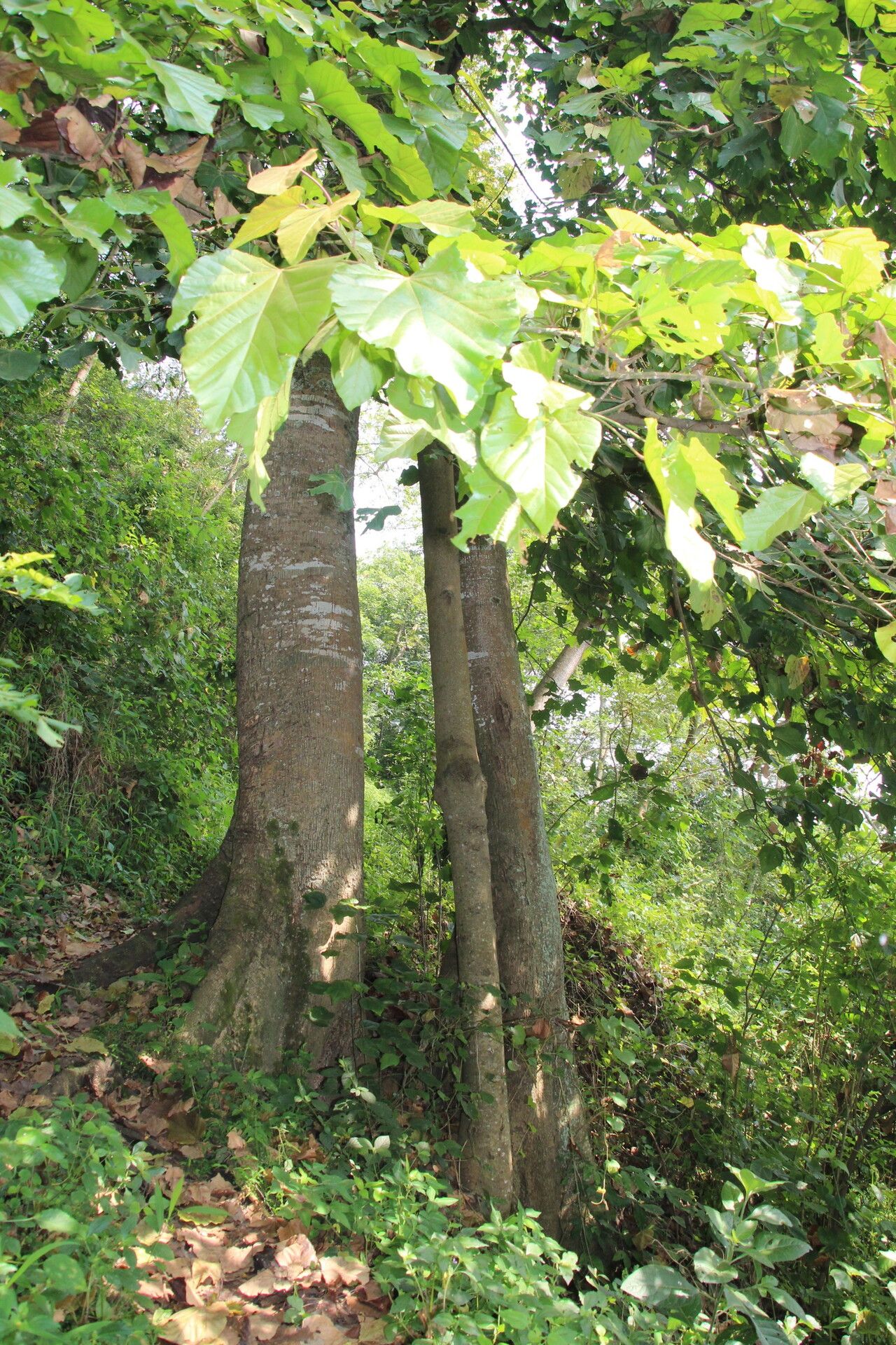 Pterygota mildbraedii habit