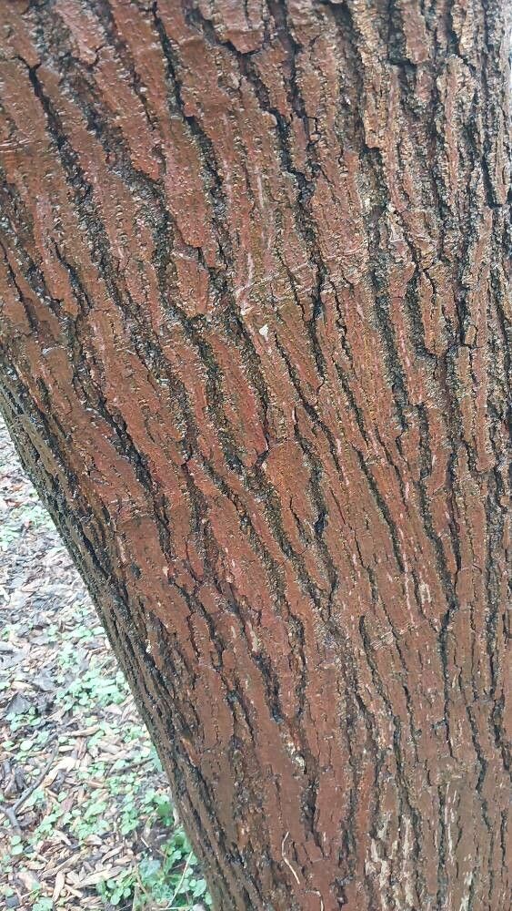 Morus cathayana bark