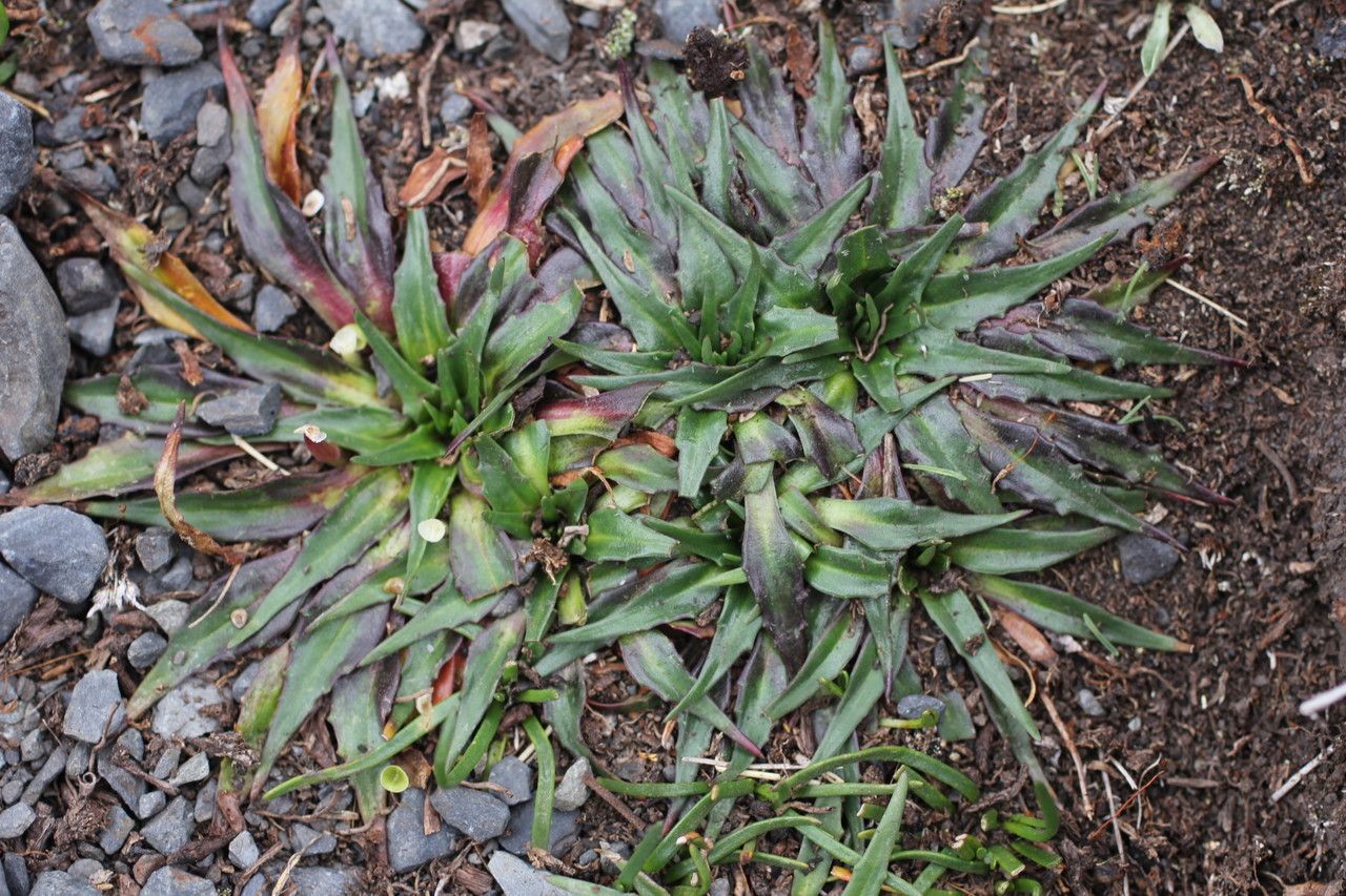 Plantago tubulosa habit