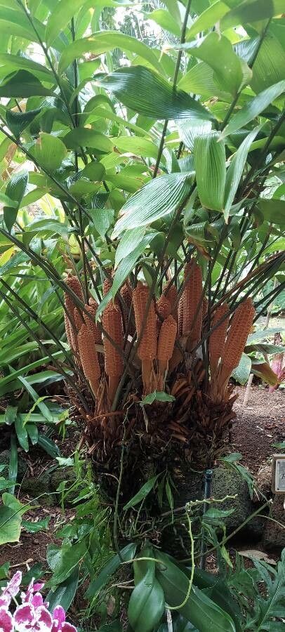 Zamia neurophyllidia fruit
