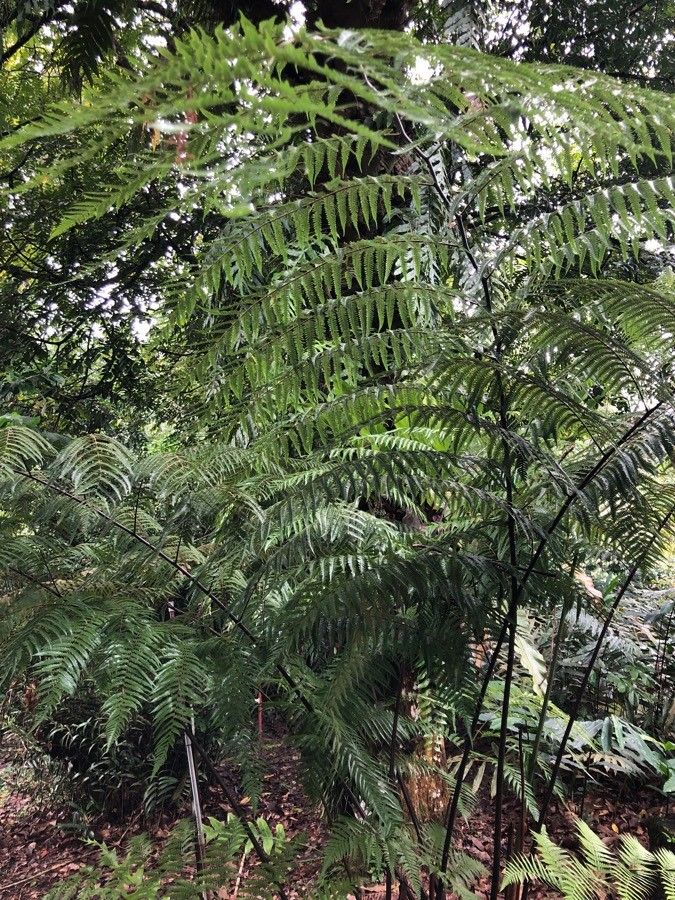 Cibotium barometz habit