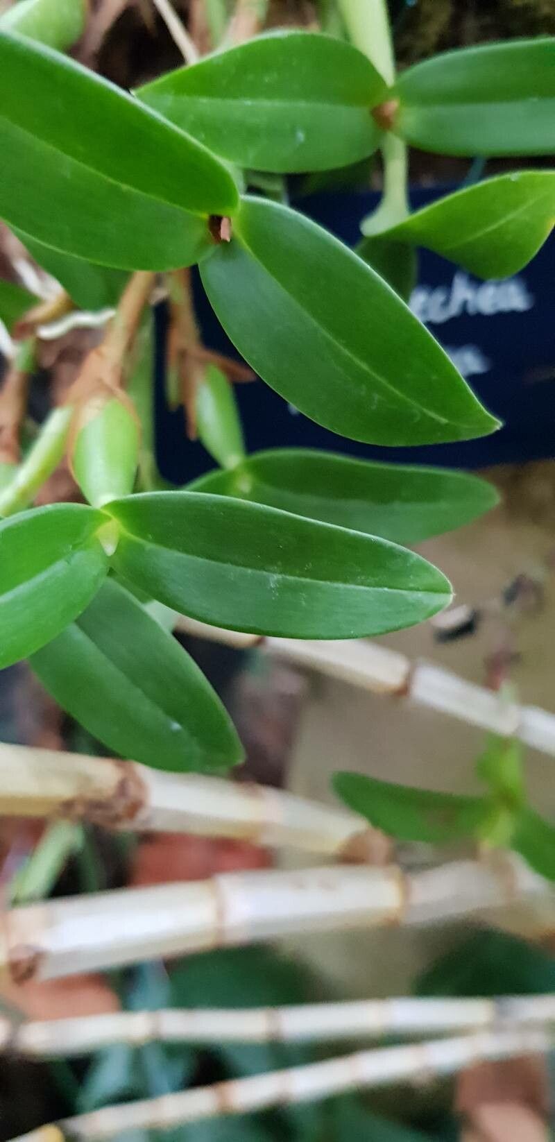 Prosthechea pygmaea — search result for 'Belize'