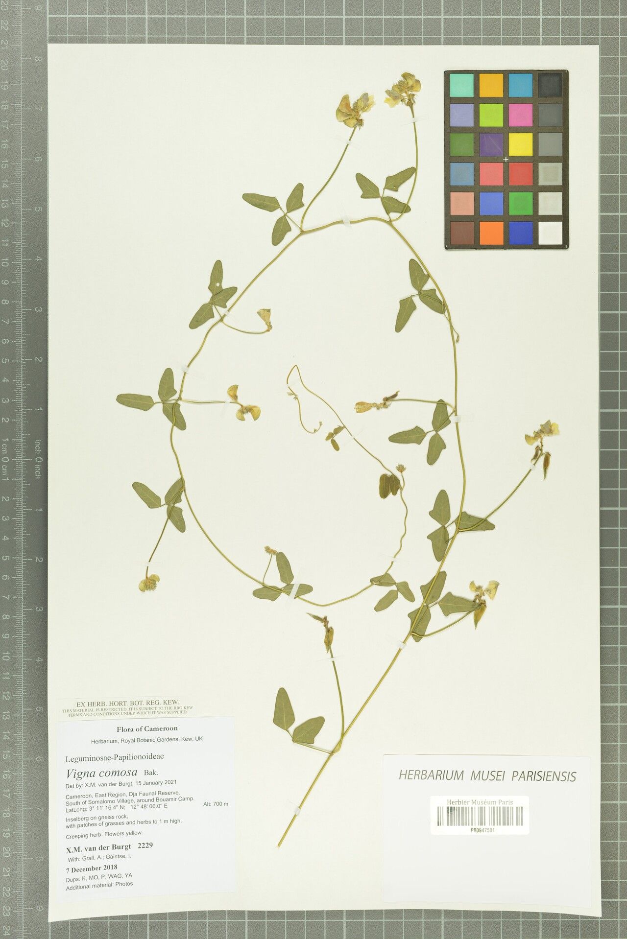 Vigna comosa — houseplant care guide