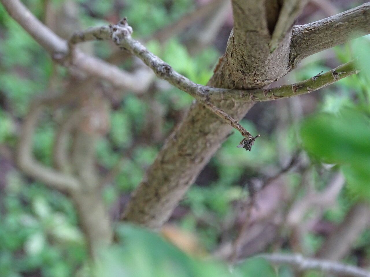 Euryops chrysanthemoides bark