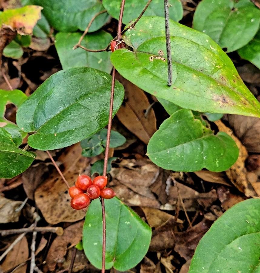 Smilax pumila fruit