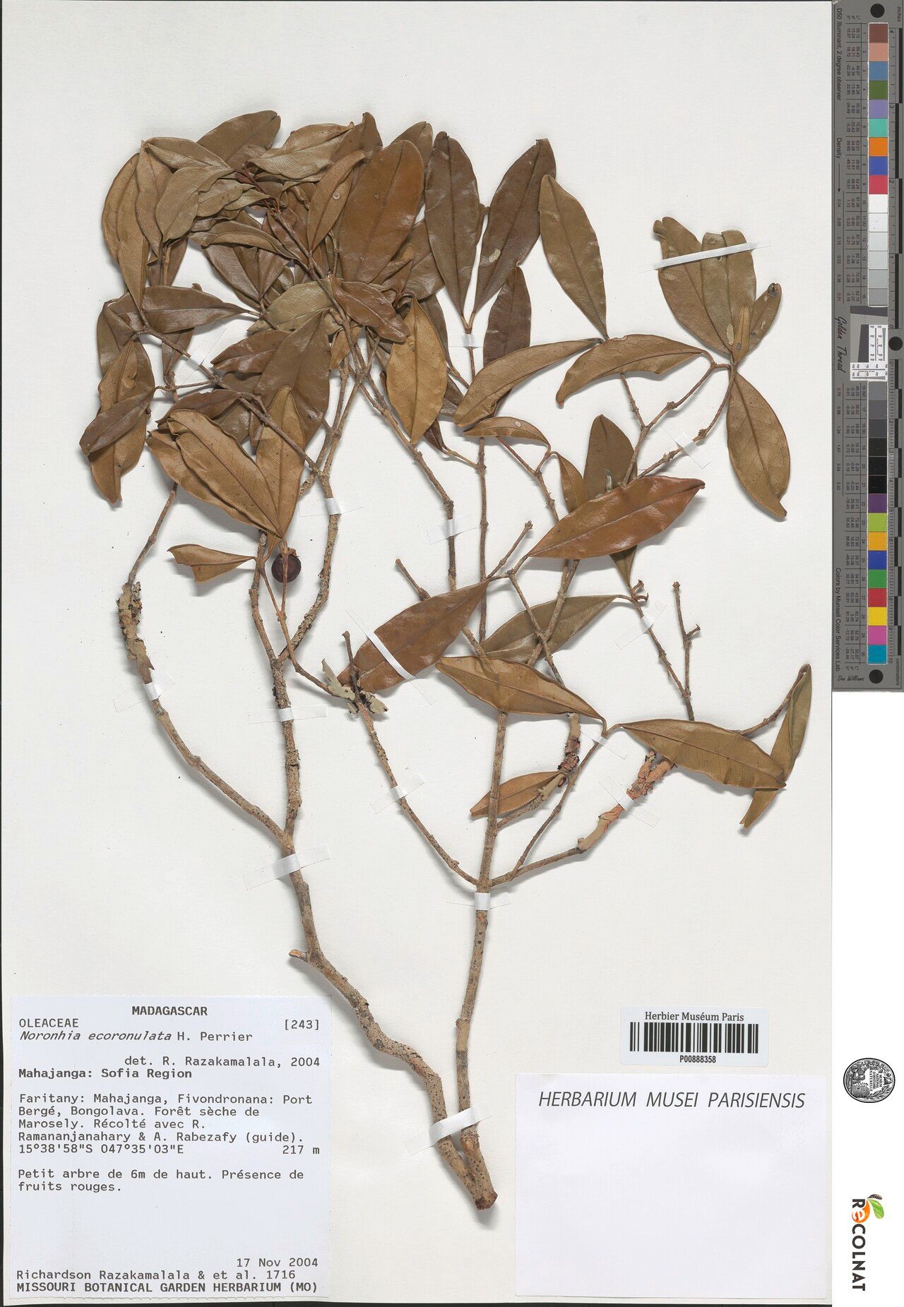 Noronhia ecoronulata — search result for 'Noronhia'