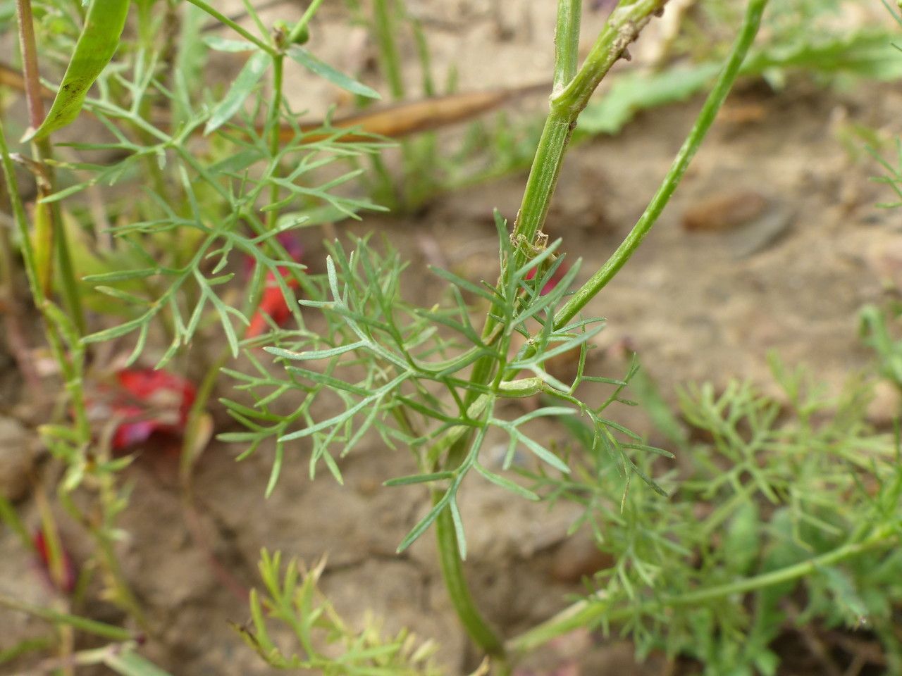Bifora radians — search result for 'Apiaceae'