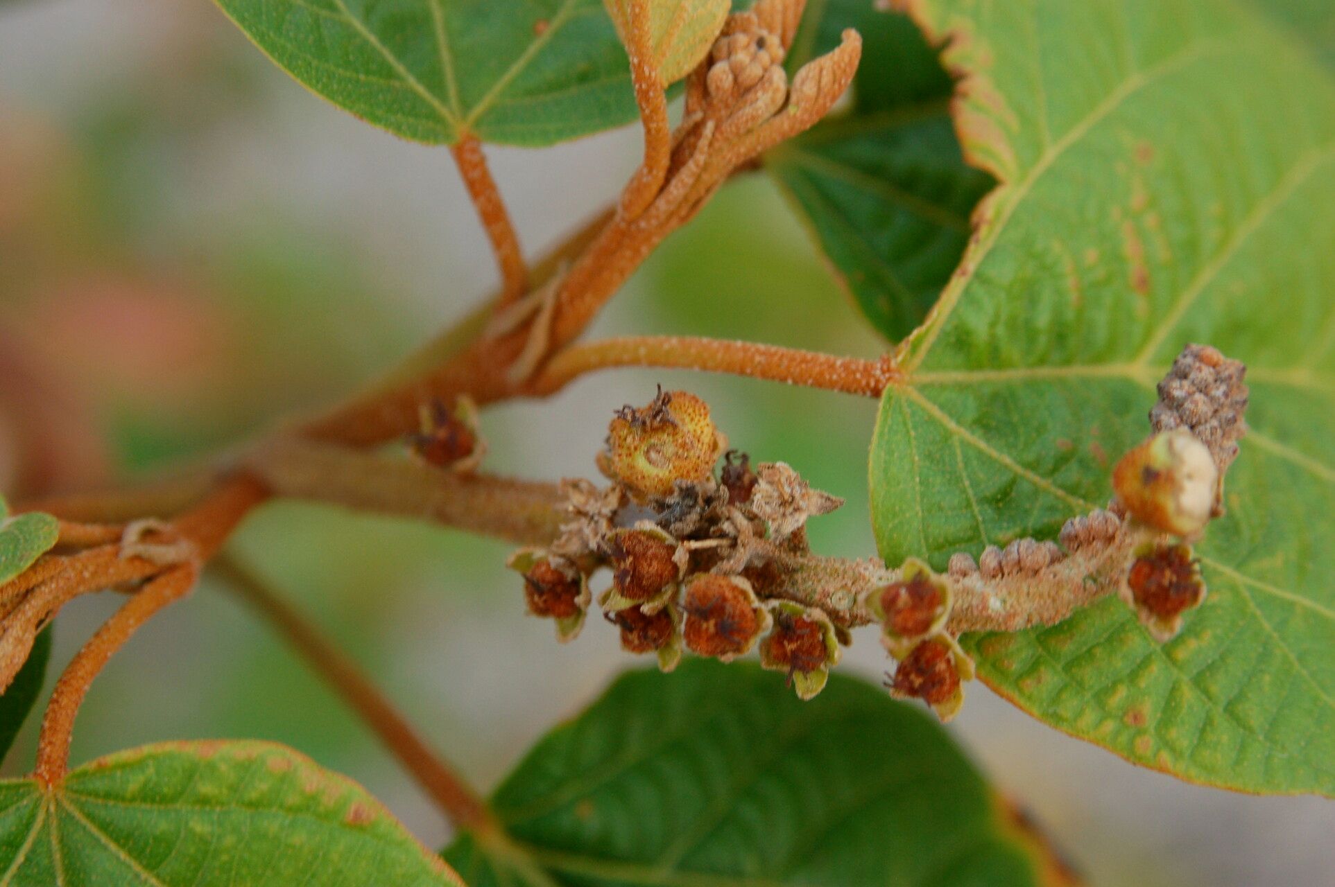 Croton bathianus fruit