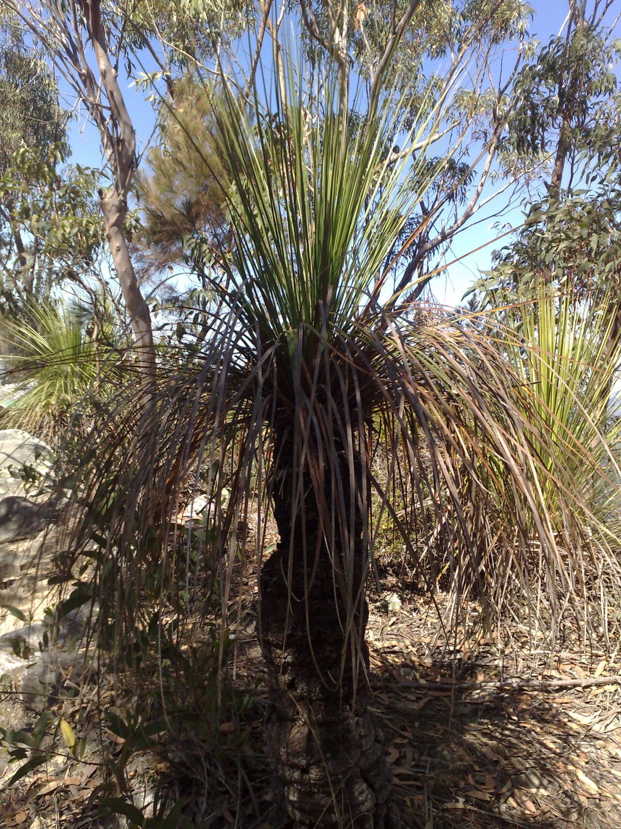 Xanthorrhoea latifolia — related species from the same genus
