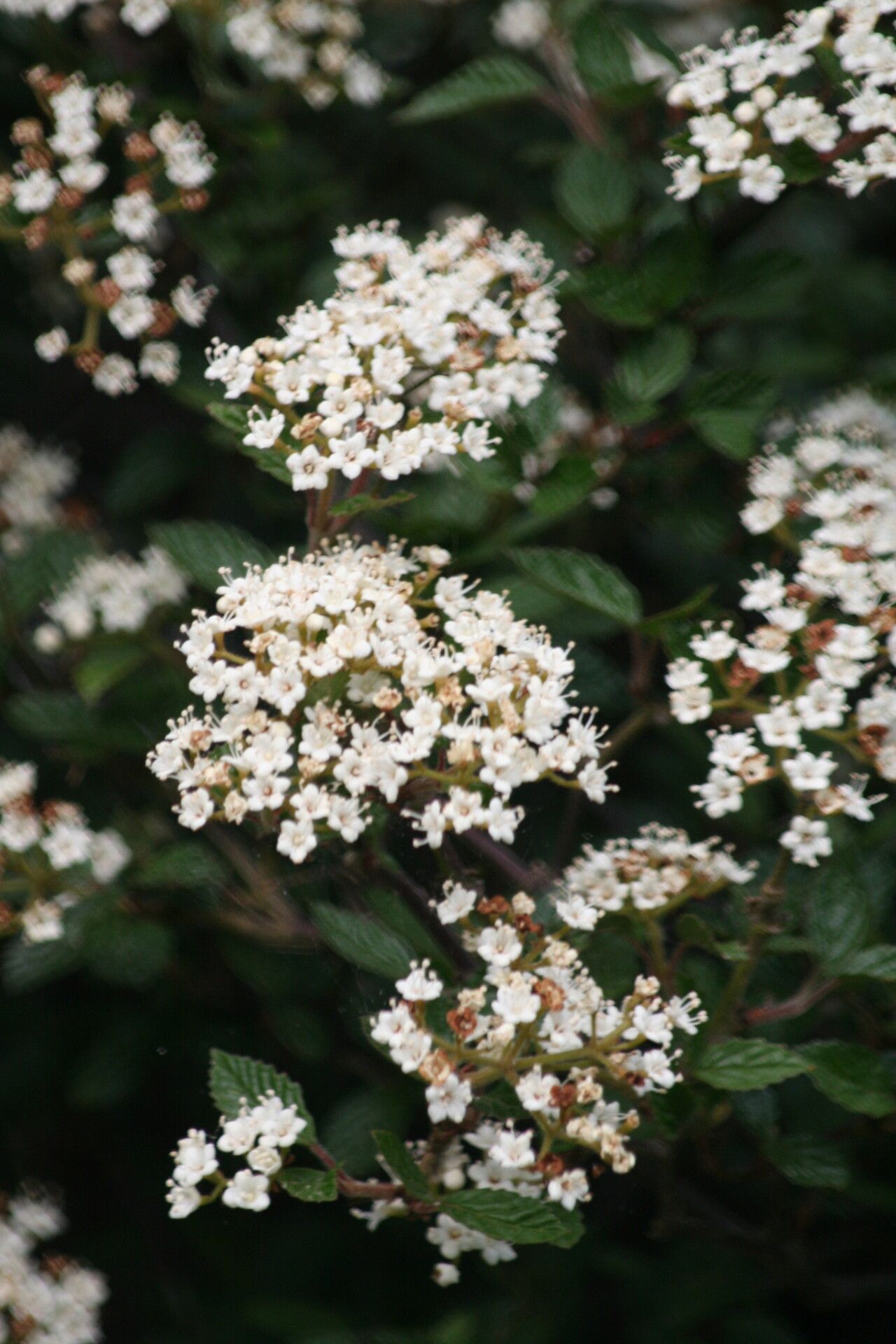 Viburnum parvifolium — search result for 'Viburnum'