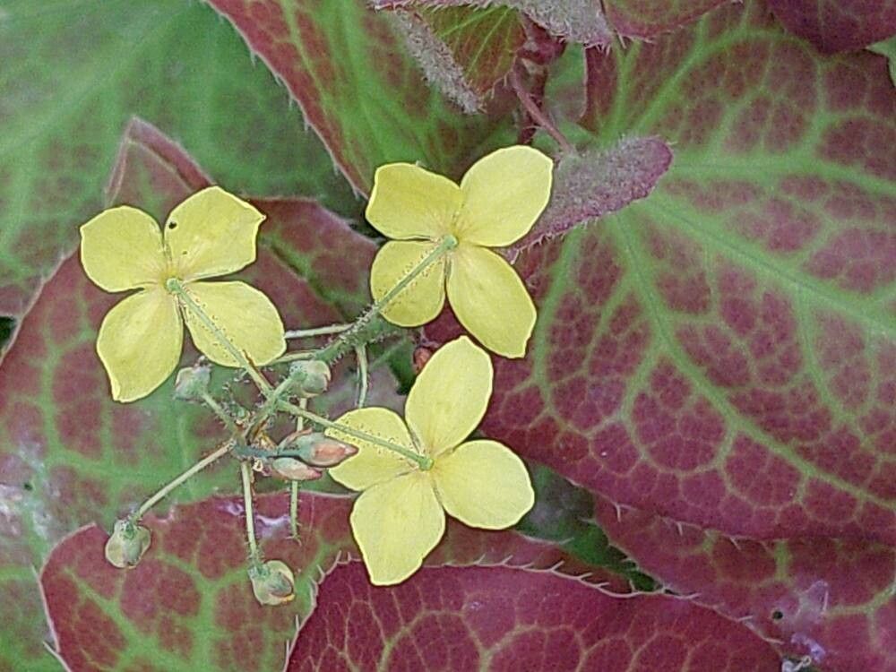Epimedium × perralchicum flower