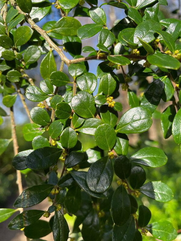 Azara microphylla flower