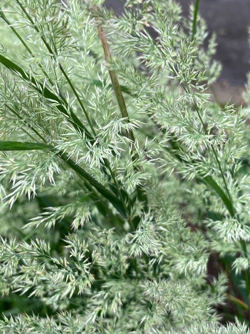 Poa arachnifera flower