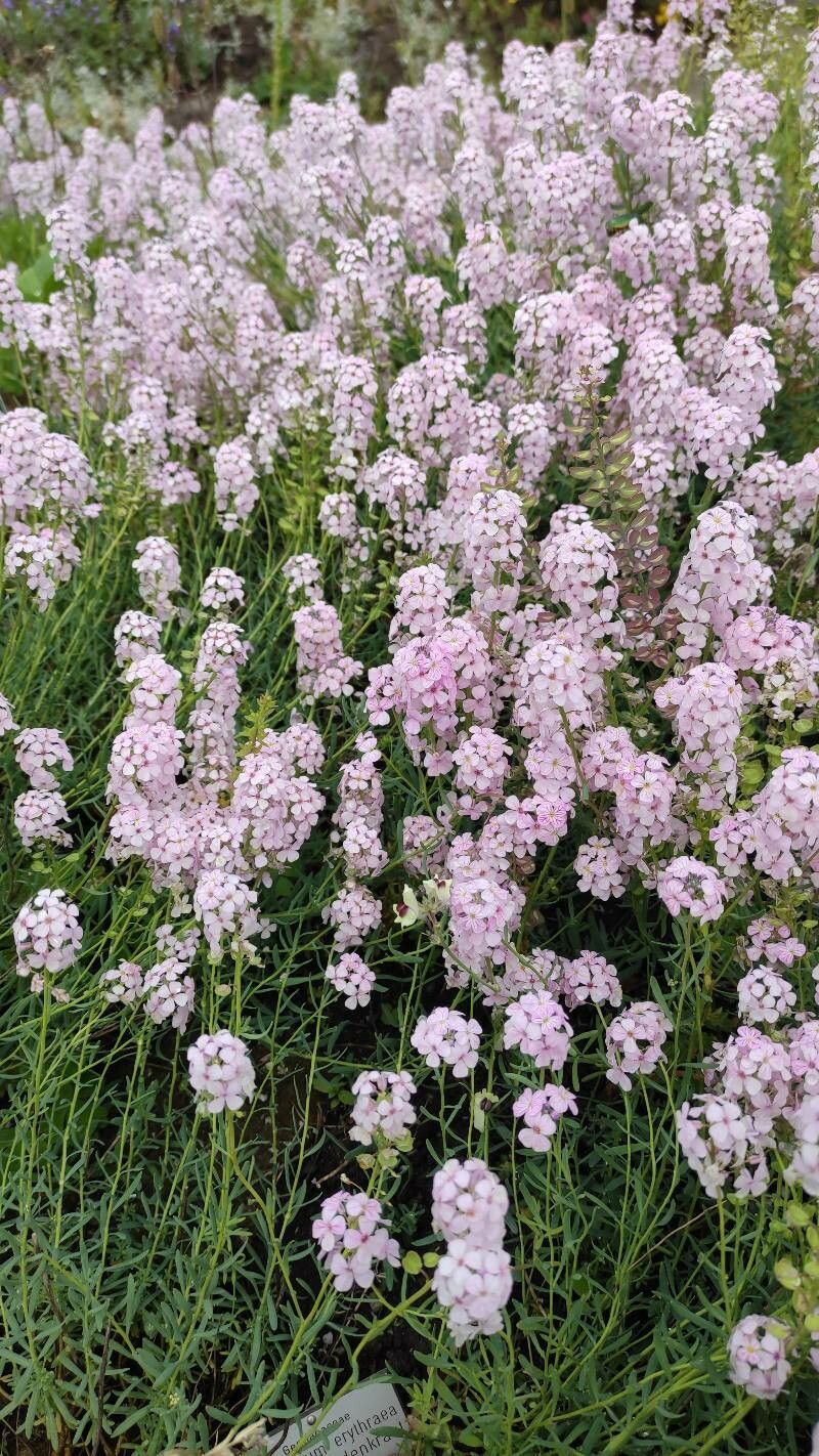 Aethionema speciosum habit