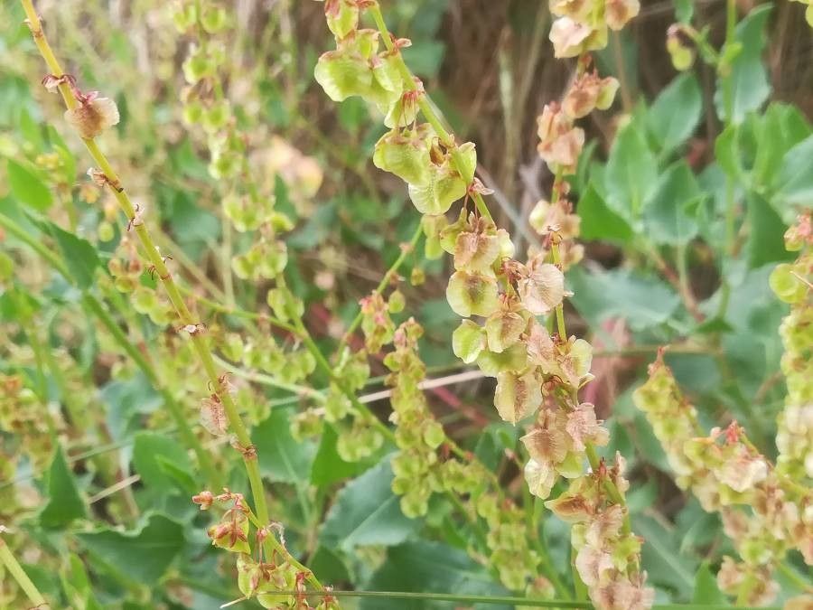 Rumex roseus flower