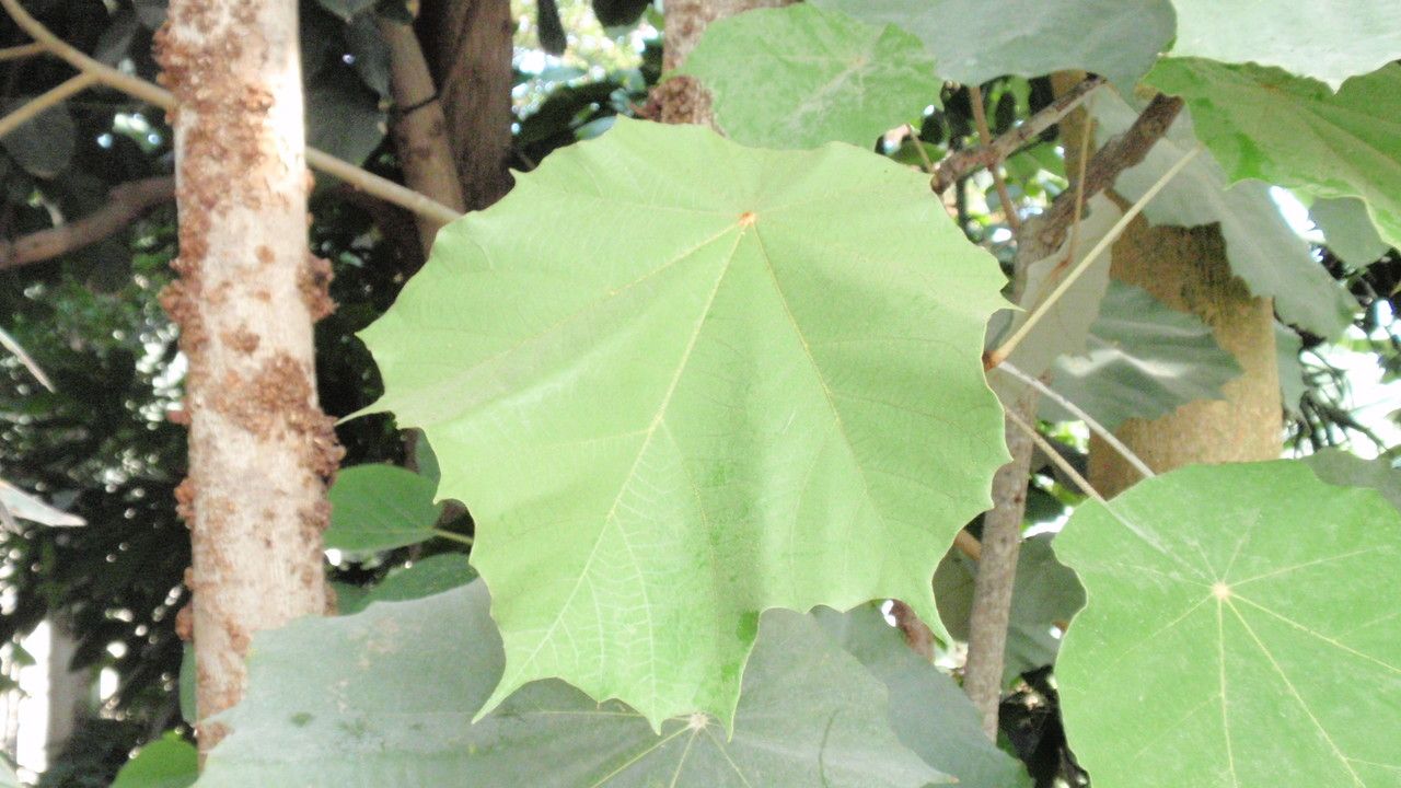 Pterospermum acerifolium — search result for 'Philippines'