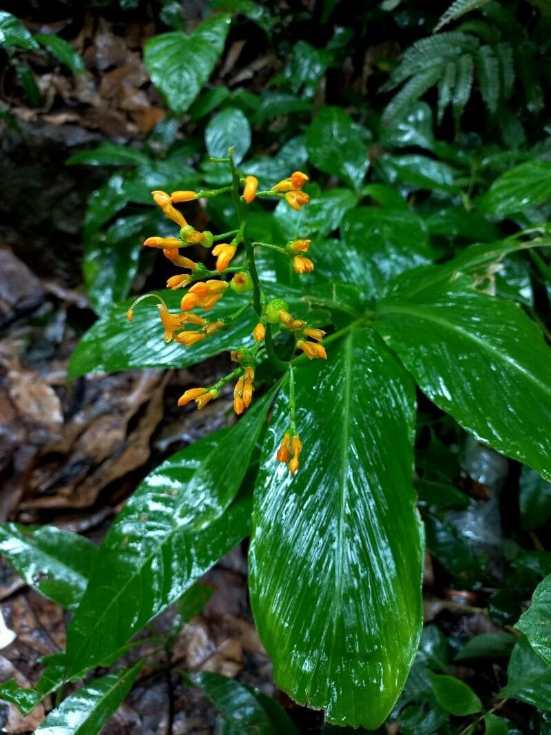 Globba racemosa leaf