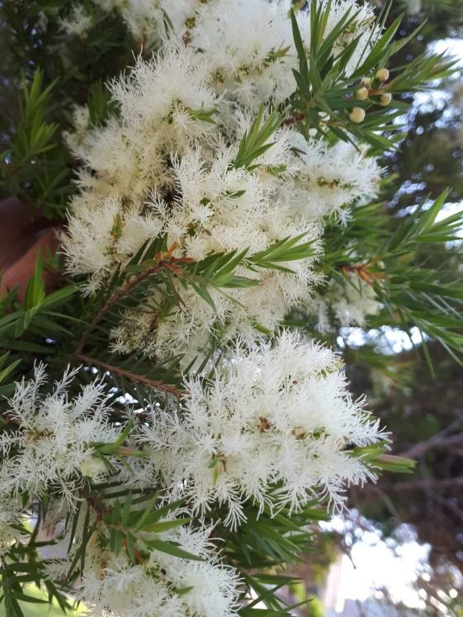 Melaleuca linariifolia flower