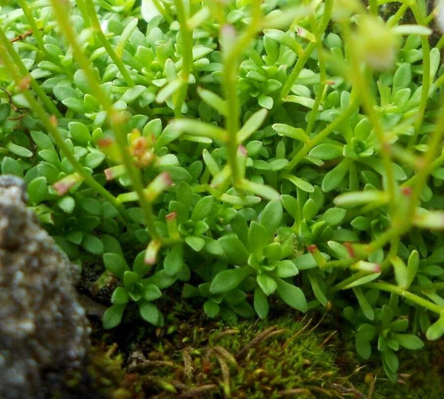 Saxifraga glabella — houseplant care guide