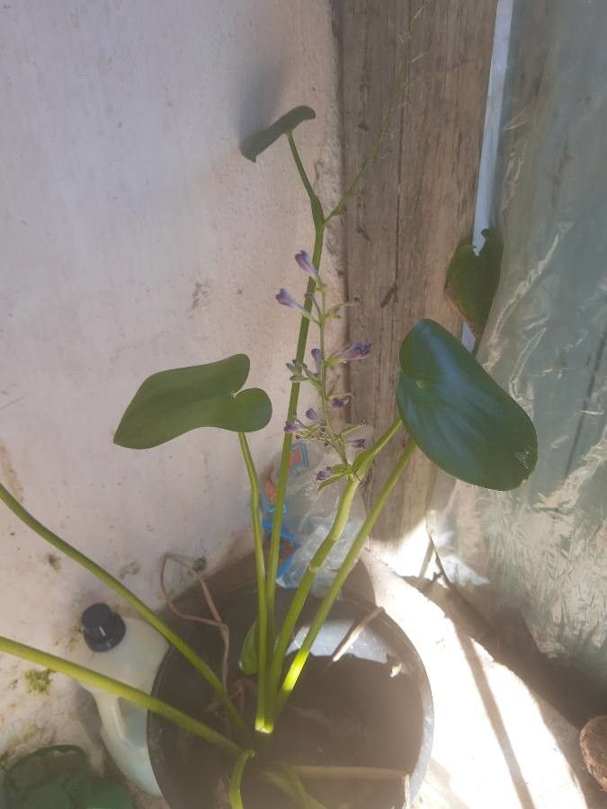 Heteranthera limosa leaf