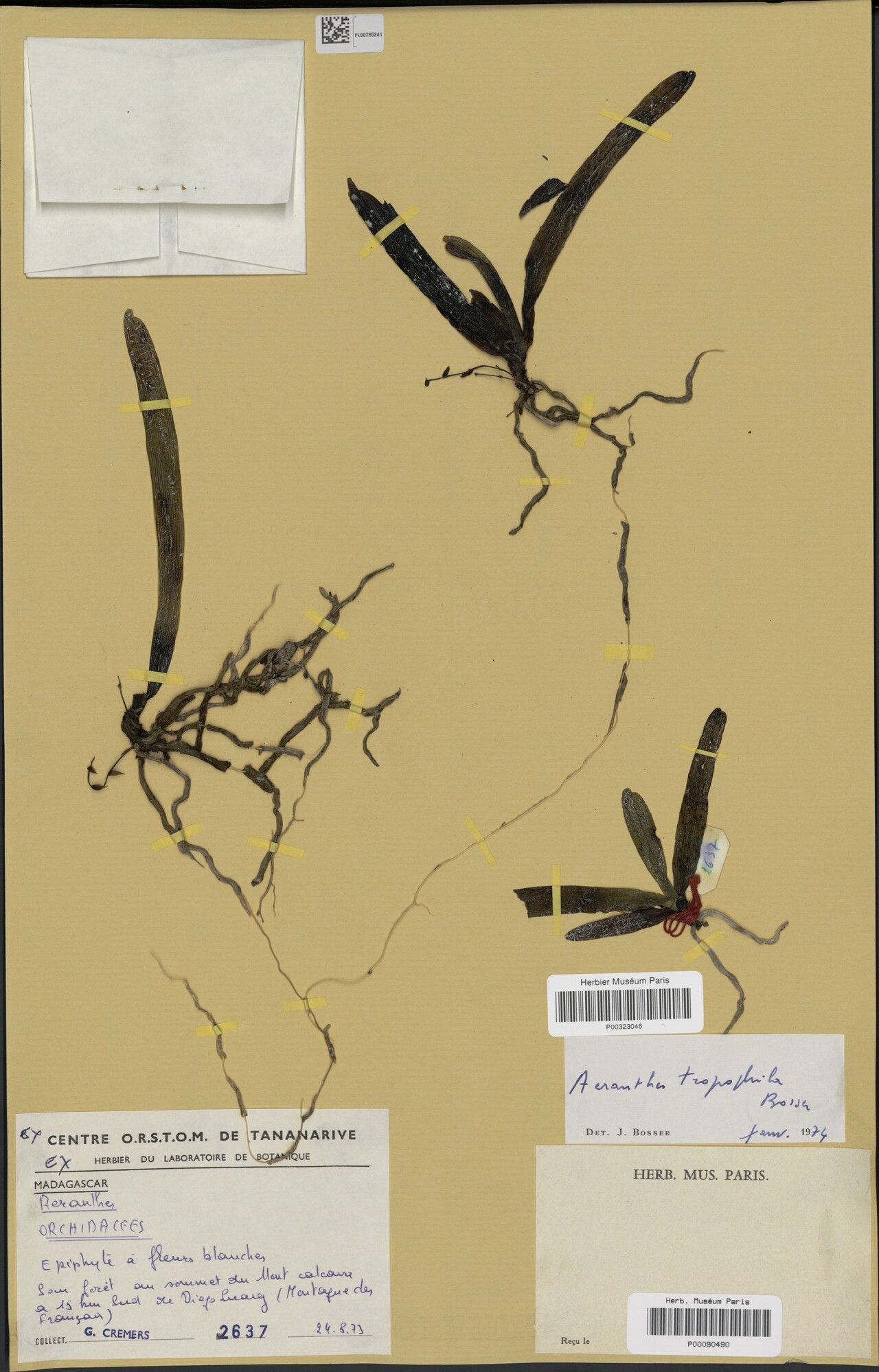 Aeranthes tropophila — houseplant care guide