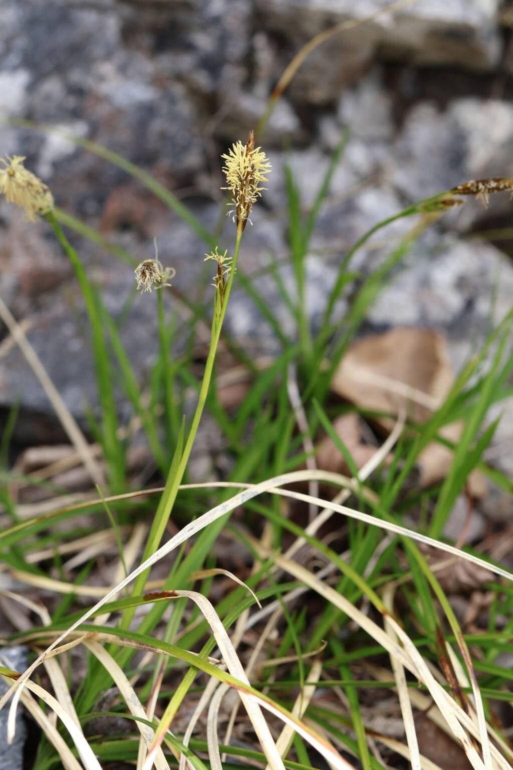 Carex siroumensis — houseplant care guide