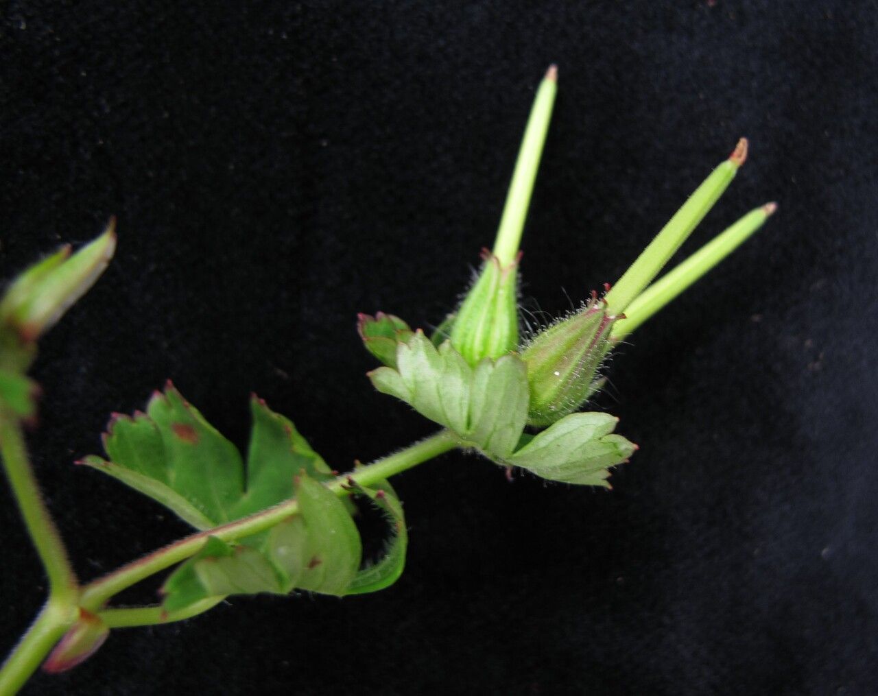 Geranium polyanthes fruit