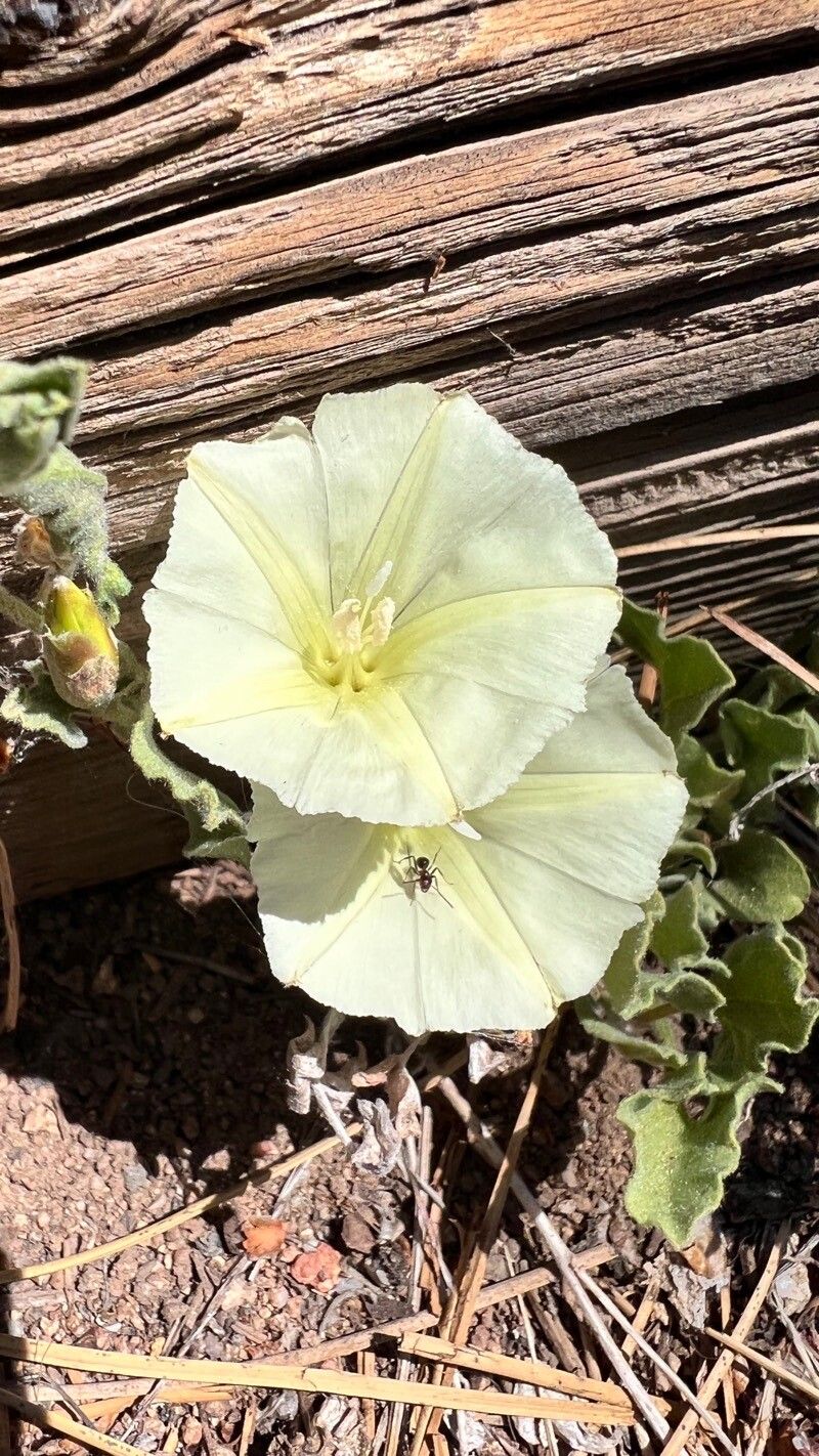 Calystegia malacophylla flower