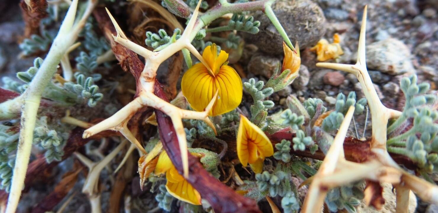 Adesmia horrida flower