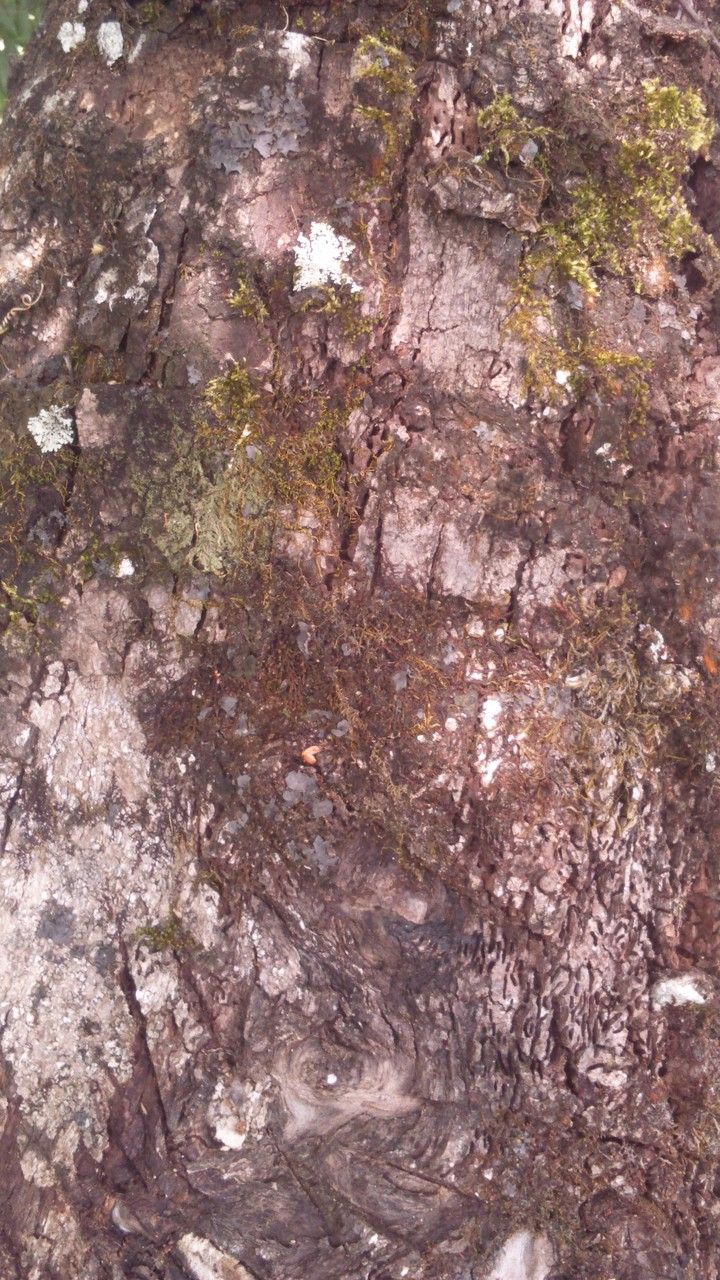 Pterophylla comorensis bark