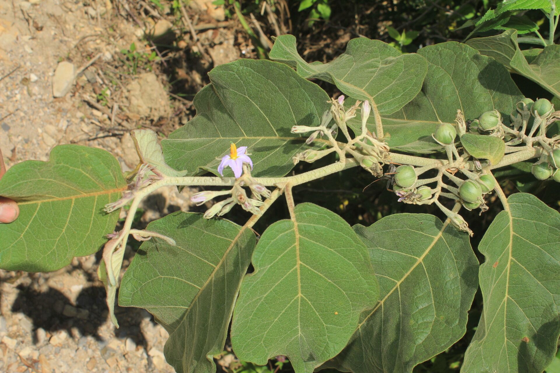 Solanum dolichosepalum flower
