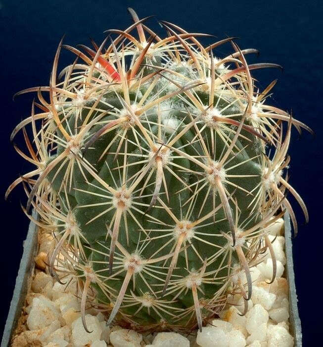 Sclerocactus unguispinus leaf