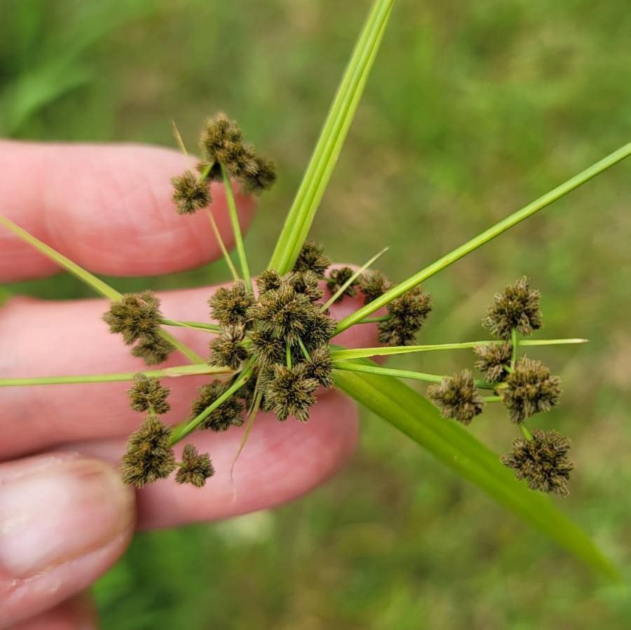 Scirpus atrovirens fruit