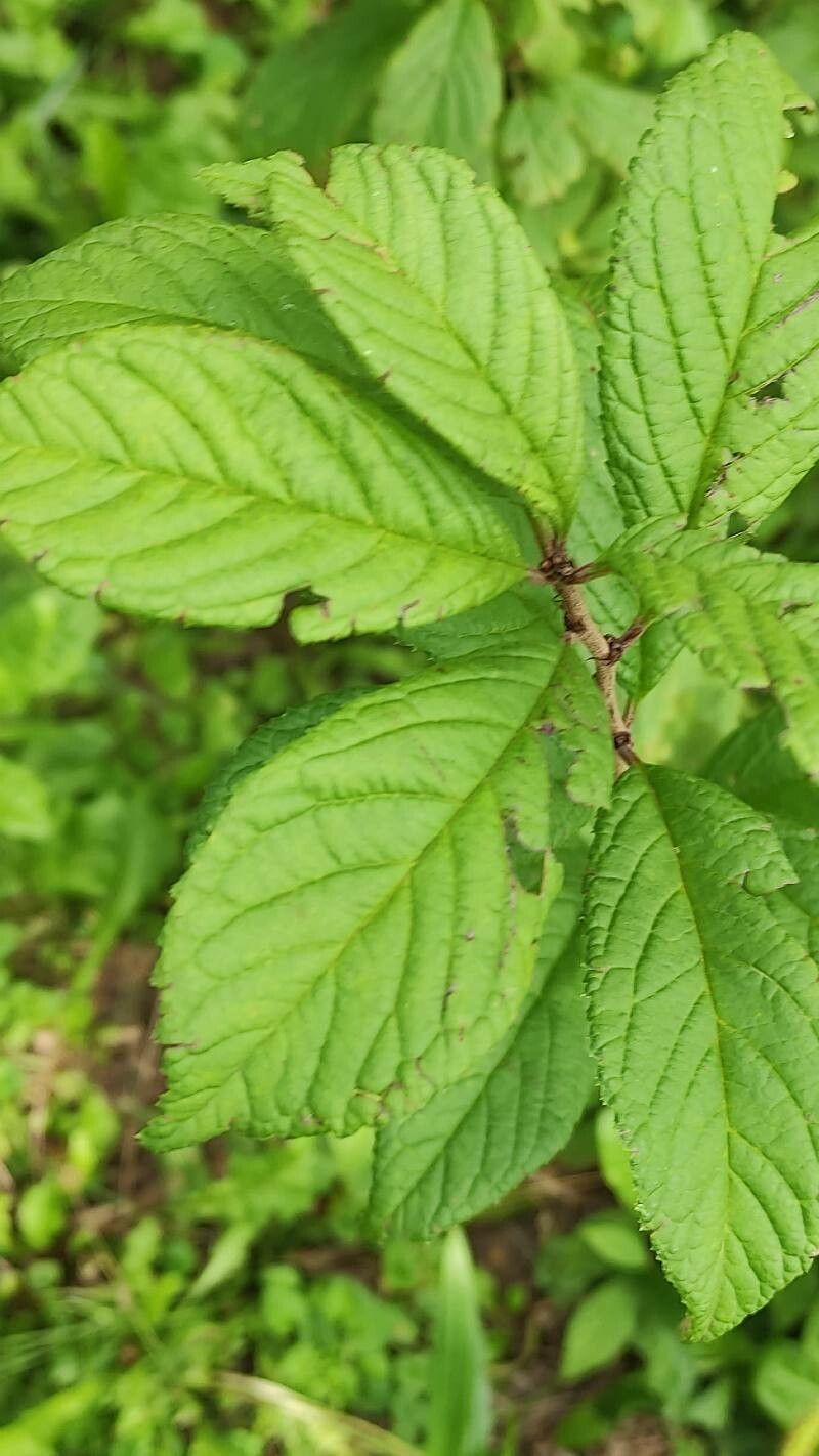 Prunus choreiana — houseplant care guide