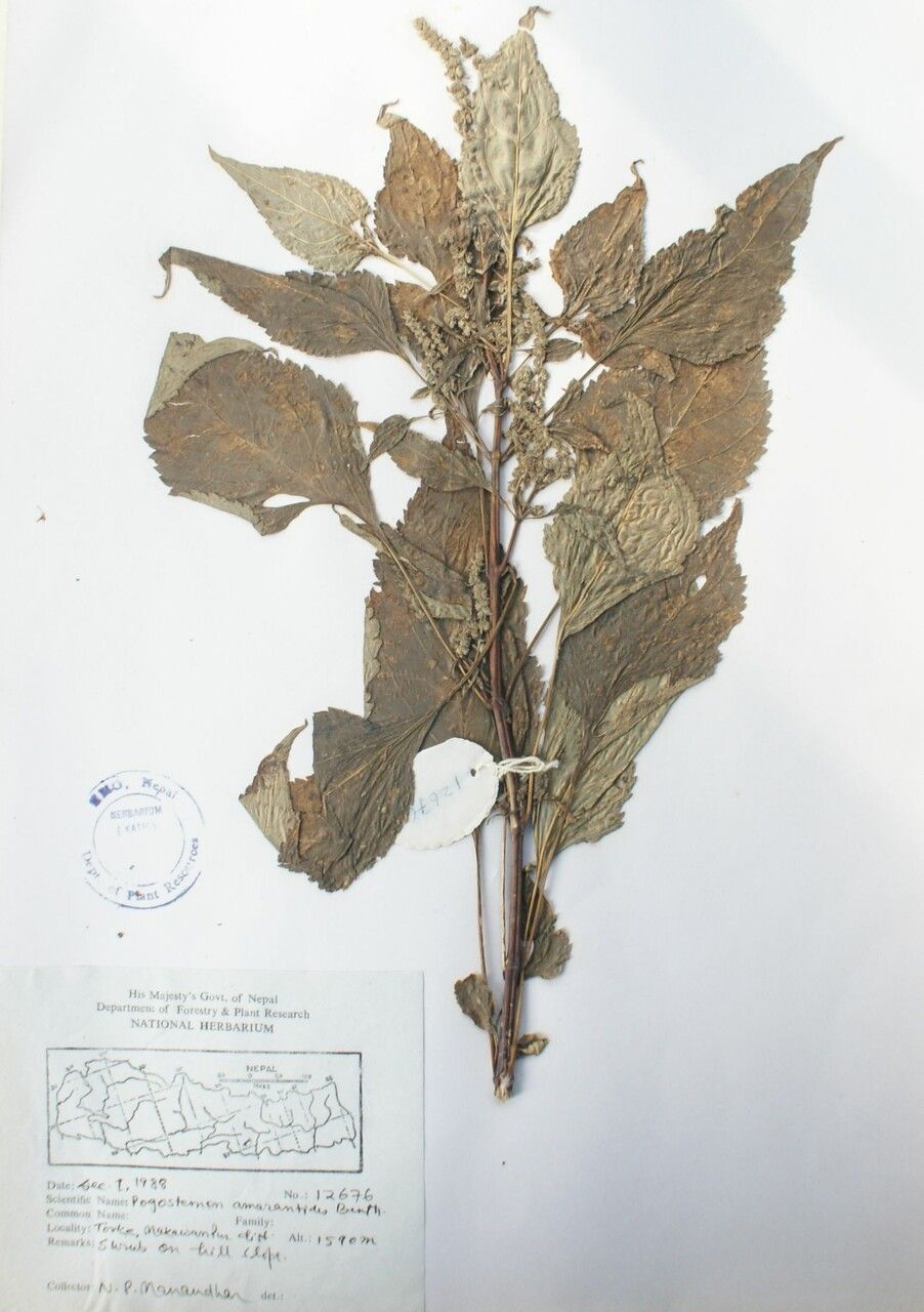 Pogostemon amaranthoides other