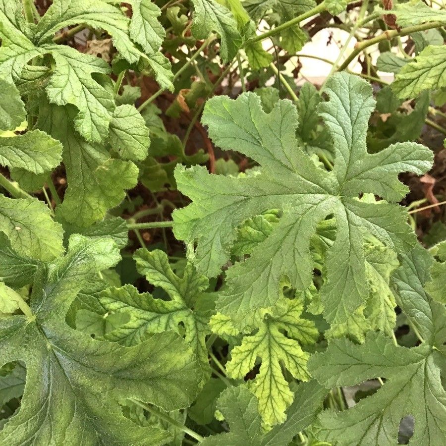 Pelargonium panduriforme leaf