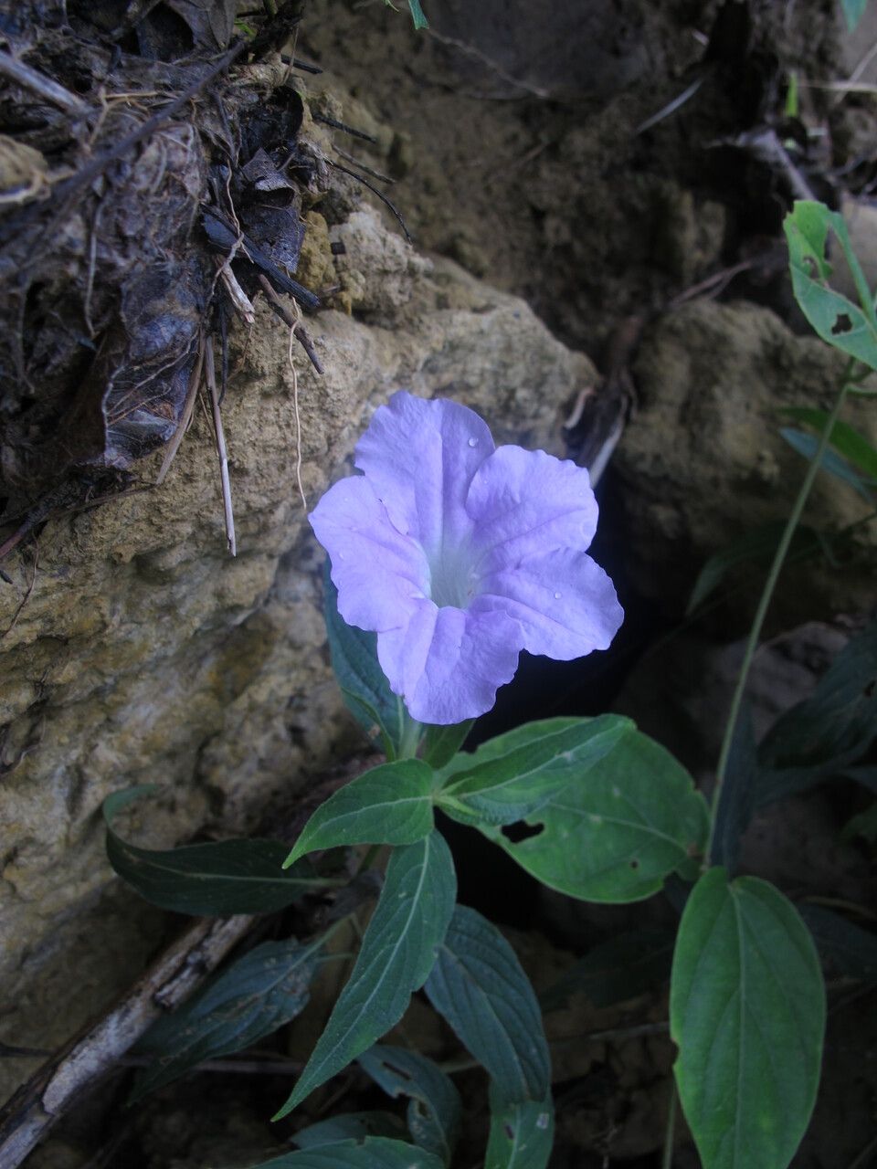 Ruellia beddomei flower