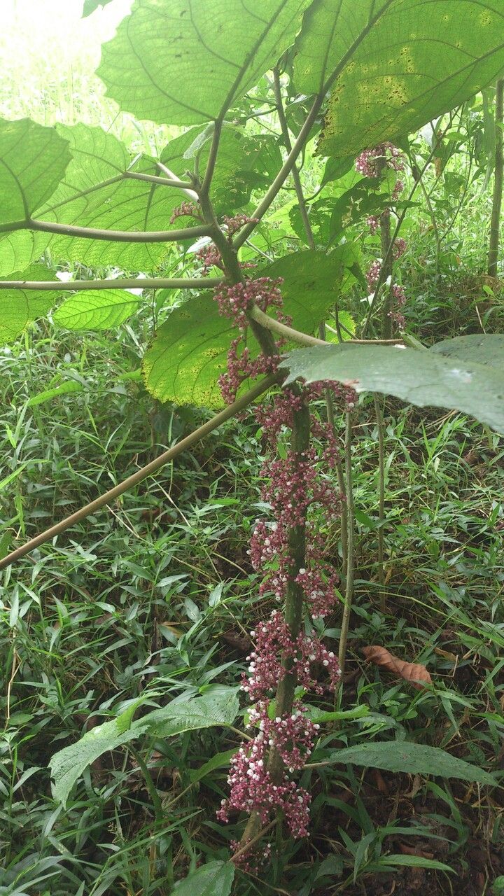 Urera baccifera — houseplant care guide