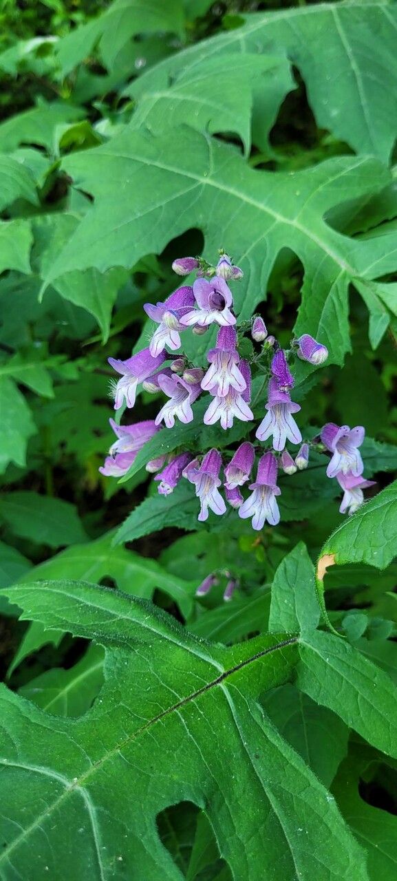 Penstemon smallii flower