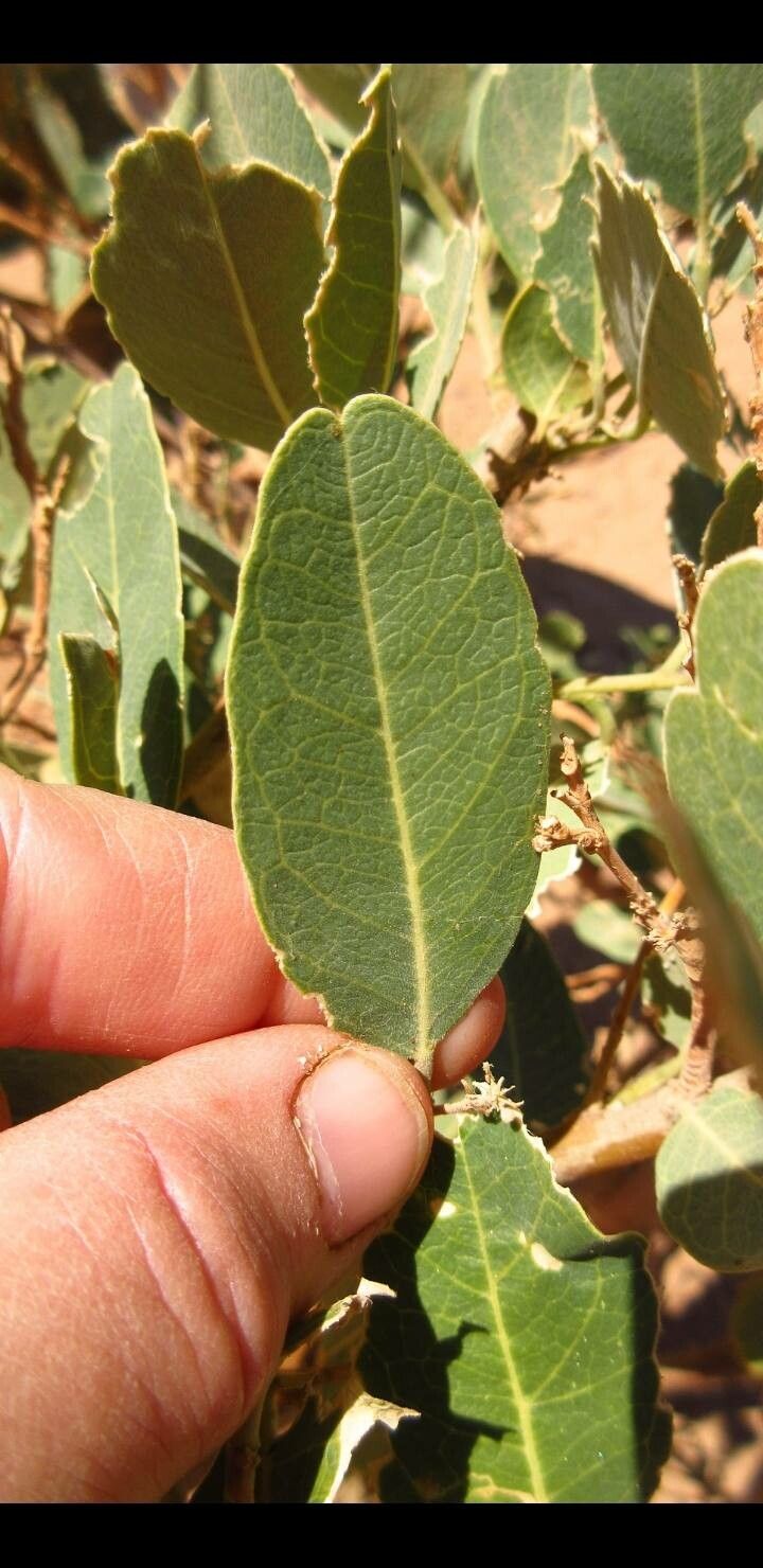 Boscia senegalensis — search result for 'Senegal'